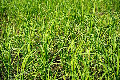 《暗黑破坏神4》各平台对比视频 优化非常好